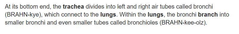 Where the windpipe branches to each lung are the ______. a. Bronchioles b. Epiglottis-example-1