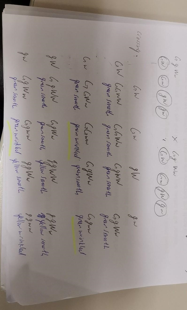 what is the chance that Bernard will have pea plant offspring that match the phenotype-example-1