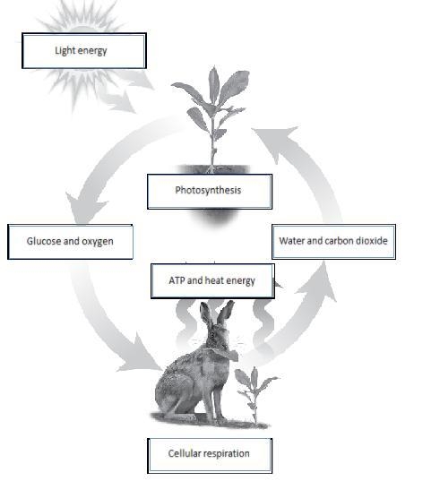 Cellular respiration is balanced by photosynthesis; the two processes work together-example-1