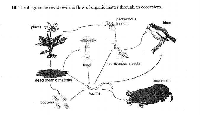 A special molecule known as beta-keratin makes up the feathers of birds. Where do-example-1