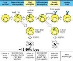 33. Pre-B cell receptor, there are several things taking place in the B cell at this-example-1