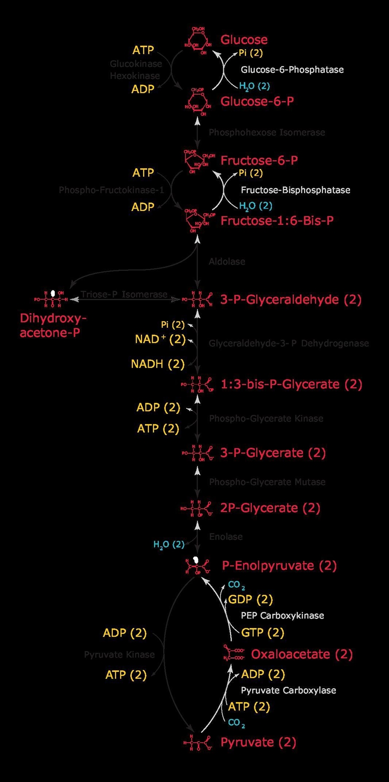 The net energy yield from this pathway, where glucose is broken down through several-example-1