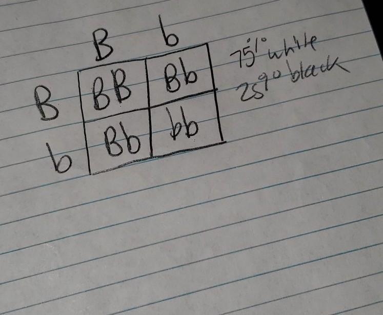 Two white sheep produce both white sheep and black sheep in a 3:1 ratio. How can i-example-1