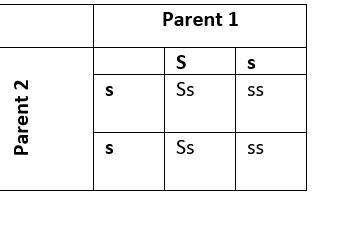 Grandma and Grandpa Smiley are heterozygous for the star eye shape. If one of their-example-1