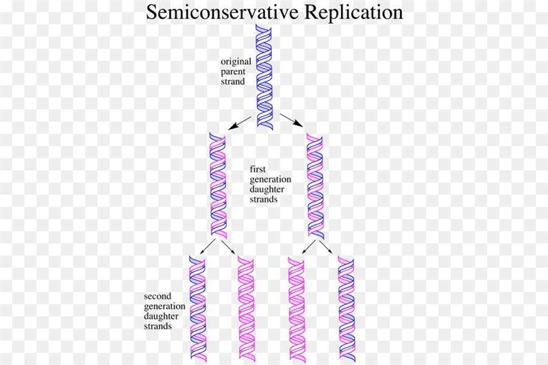 What proportion of DNA molecules will contain any radioactivity after two rounds of-example-1