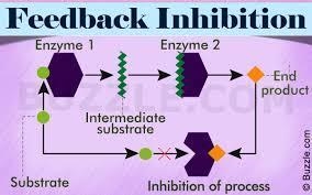 The activity of hexokinase is suppressed by glucose 6-phosphate, which binds to hexokinase-example-1