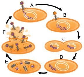 Consider the diagram that depicts the lysogenic and lytic cycles. The steps of the-example-1