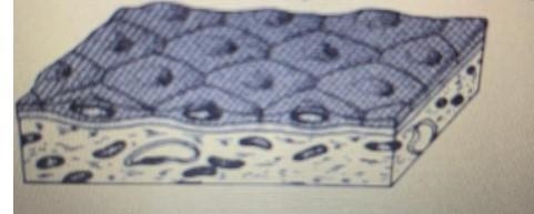 Which geometric solid is the best model for the cell in the bottom two layers of cells-example-1