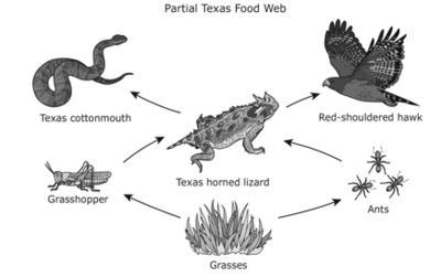 A partial Texas food web is shown. The populations of which organisms will most likely-example-1