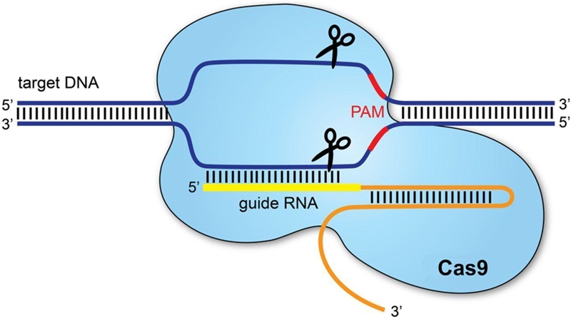 Shown below is the start of a coding region within the first exon of a gene. 5'-GCTCTTAGATATTCCACGACACAGCATGTCAAGAGAAGTACAGTAATGACGGACTAGTA-example-1