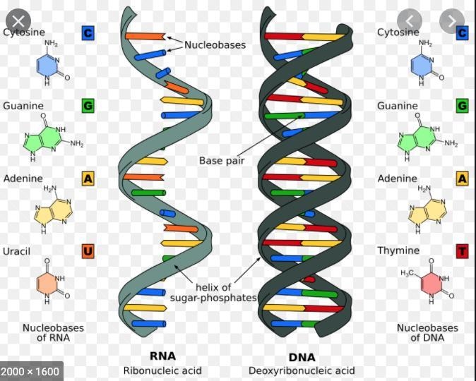 * Replication can best be described as: 1.making new DNA using the old DNA 2.making-example-1