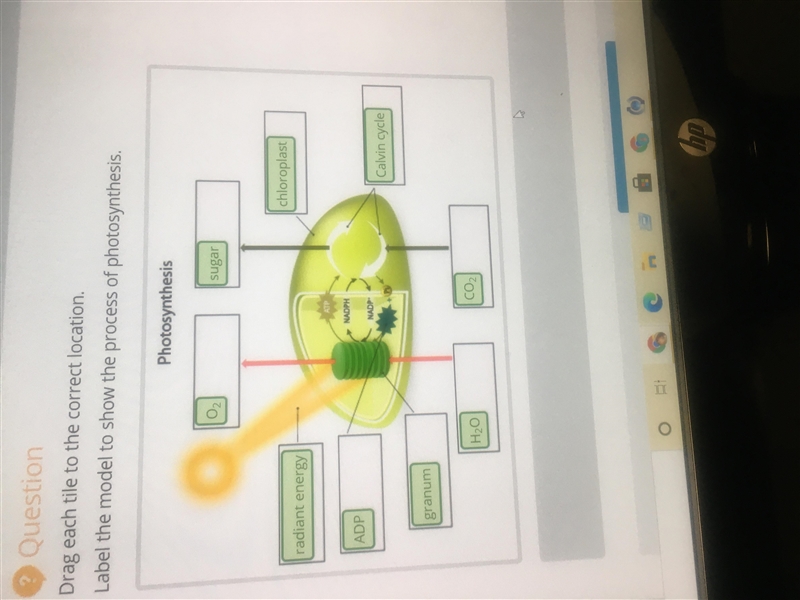 I need help with this, it’s for biology-example-1