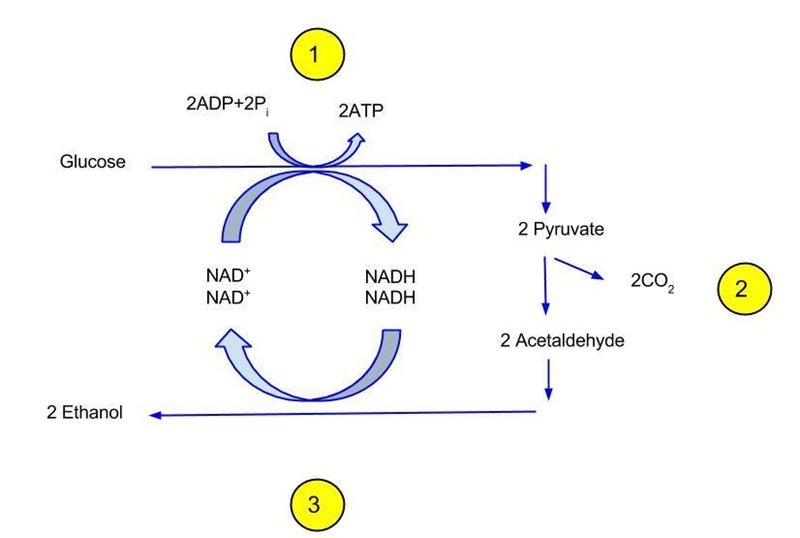 During which process is ethanol produced? lactic acid fermentation alcohol fermentation-example-1