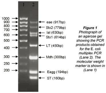 You know that (1) both e. coli and salmonella have the gapa gene, (2) that all salmonella-example-3