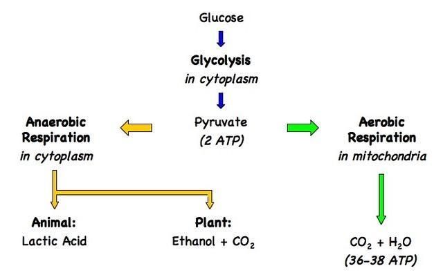 Anaerobic respiration occurs in both animal and plant cells. The process is similar-example-1