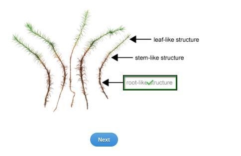 Select the correct location on the image. Study the image of moss and identify the-example-1