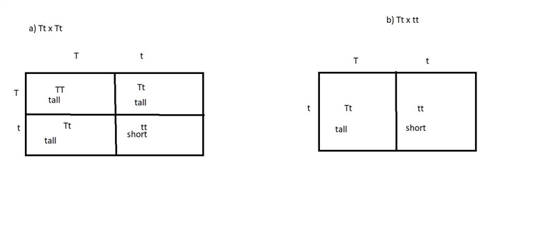 . In pea plants, the allele for tall plants (T) is dominant to the allele for short-example-1