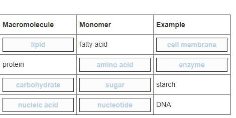 Complete the table about macromolecules. (enzyme) (lipid) (cell membrane) (amino acid-example-1