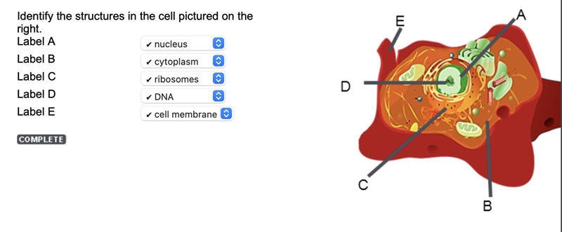 Blology Period 3 of Identify Structures of Eukaryotic Cells Identify the structures-example-1