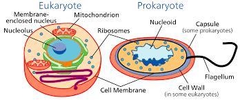 What are the three basic parts of the cell theory?-example-1