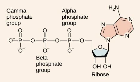 After photosynthesis, energy that the coral can use is stored in molecules of? Answers-example-1