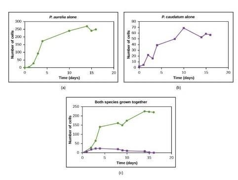 Whenever Paramecium aurelia and Paramecium caudatum are placed into the same culture-example-1