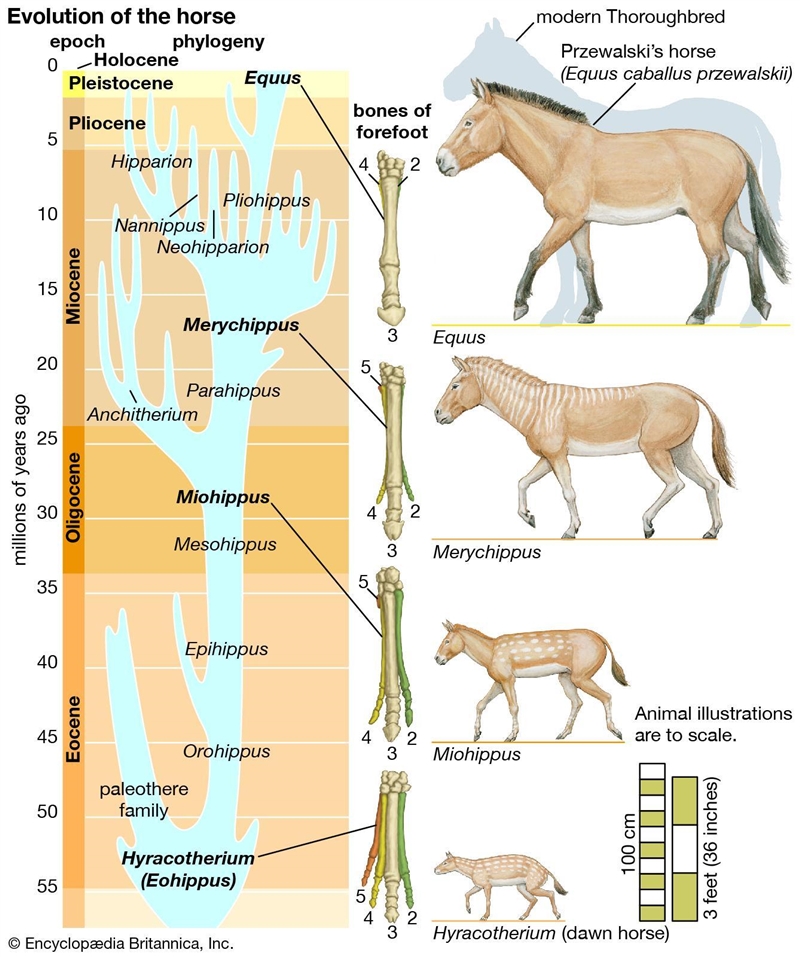 Why are all adult horse fossils small in certain layers of rock ?-example-1