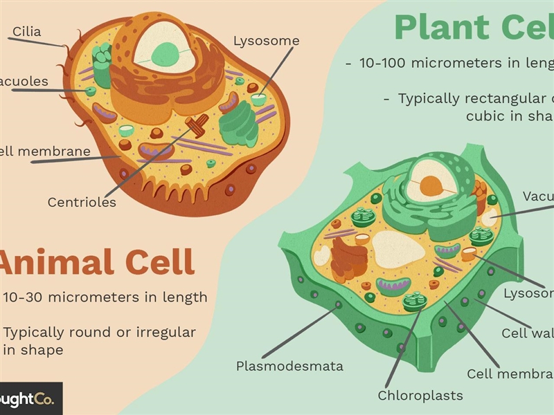 6.L.14.4 Which is true of only animal cells? A. Their cytoplasm contains organelles-example-1