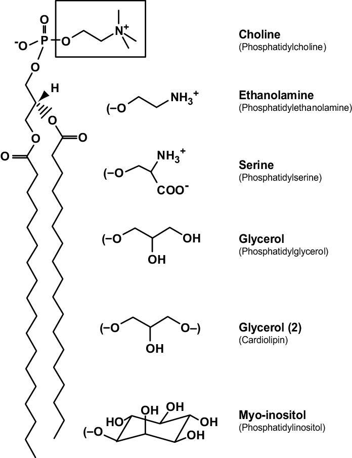 Lipids may be used to make certain hormones and vitamin D. add to fecal bulk. should-example-1