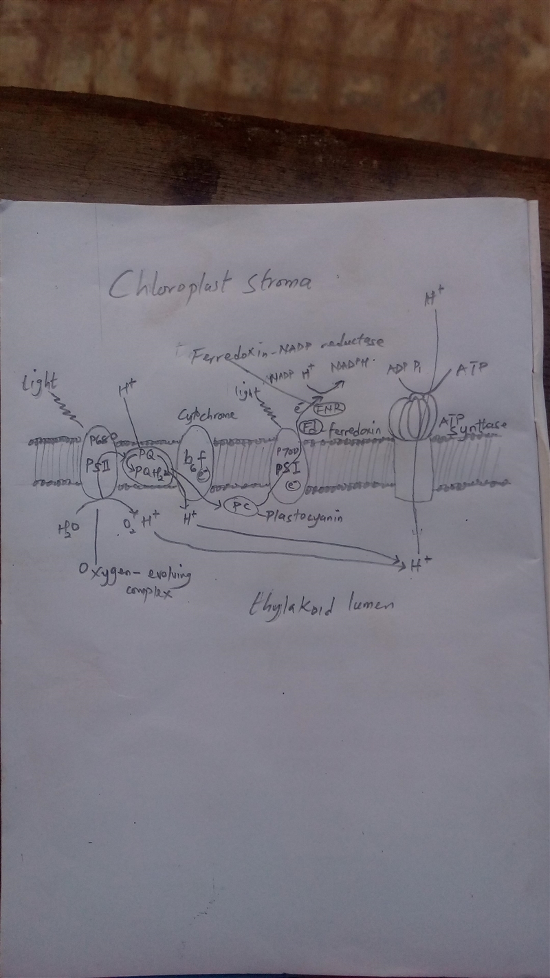 ATP synthesis occurs both as a part of photosynthesis in the chloroplast and as a-example-2