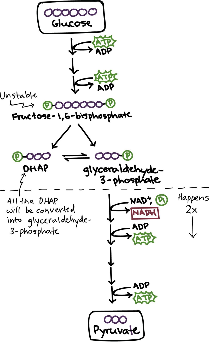 Explain Why is there a net gain of onlý two ATP molecules in the glycolysis of one-example-1