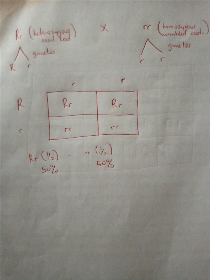 In pea plants, the allele for round seeds is dominant to the allele for wrinkled seeds-example-1