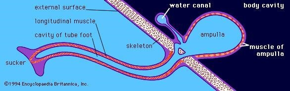 He tube feet have a bulb-like structure at one end called the 7)__ and a 8) __ at-example-1