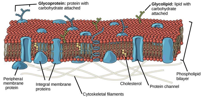 Which of the following statements describes the structure of the plasma membrane? a-example-1