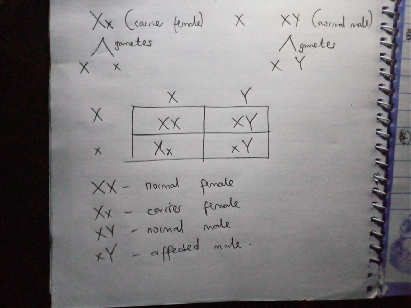 Consider the following chromosomes and if they are affected by hemophilia. X = unaffected-example-1