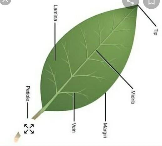 Explain various part of a leaf with well diagram​-example-1