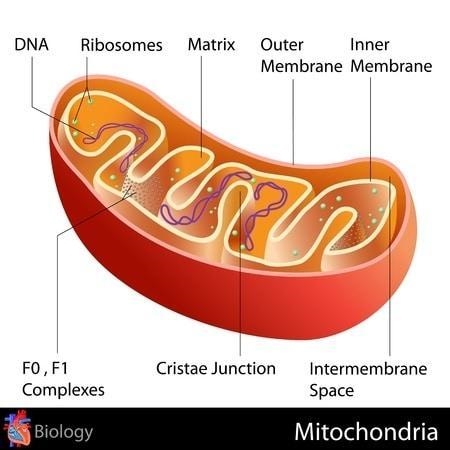 Which letter marks the location where carbon dioxide is produced during respiration-example-1