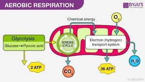 What is aerobic respiration?-example-1