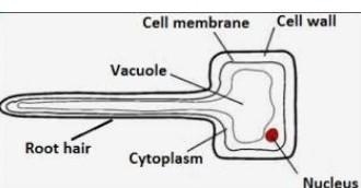 What is a root hair cell????-example-1