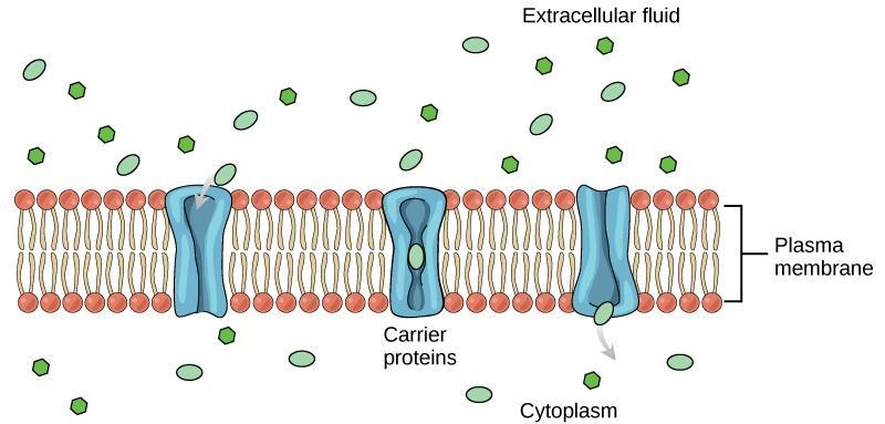 Molecules 1 and 2 enter the cell and glucose leaves the cell through the process of-example-2