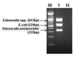 You know that (1) both e. coli and salmonella have the gapa gene, (2) that all salmonella-example-2