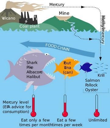 Canned albacore and light tuna tend to contain the same amount of mercury?-example-1