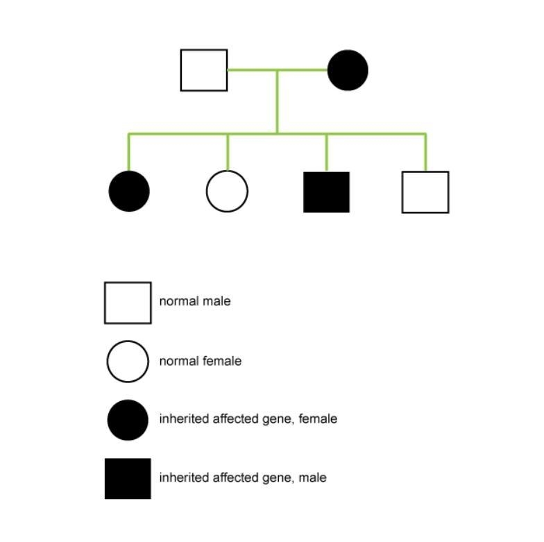 A female with an X-linked dominant disease mates with a normal male. Based on the-example-1