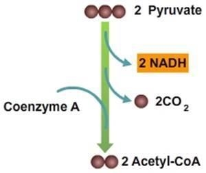 What stage of respiration immediately follows the process depicted below? (2 points-example-1