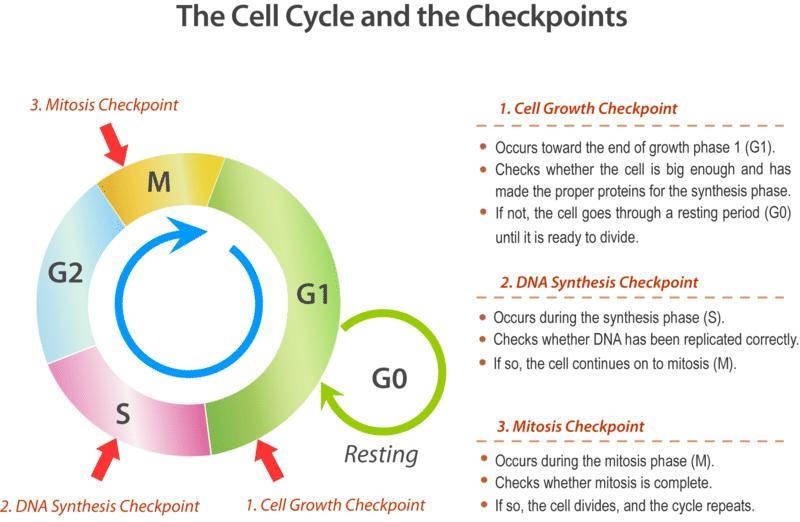 Describe the function of cycle of checkpoints-example-1