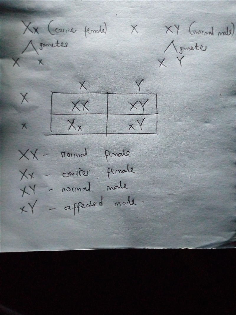 Consider the following chromosomes and if they are affected by hemophilia. X - unaffected-example-1