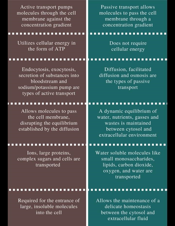 In what ways are active transport and passive transport similar?-example-1