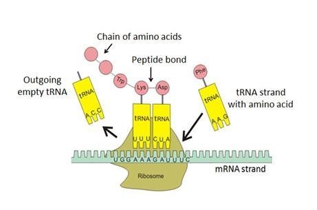 Which step is shown? transpiration translocation transcription translation-example-1