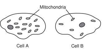 TOne possible conclusion that can be drawn about the activity of these two cells is-example-1