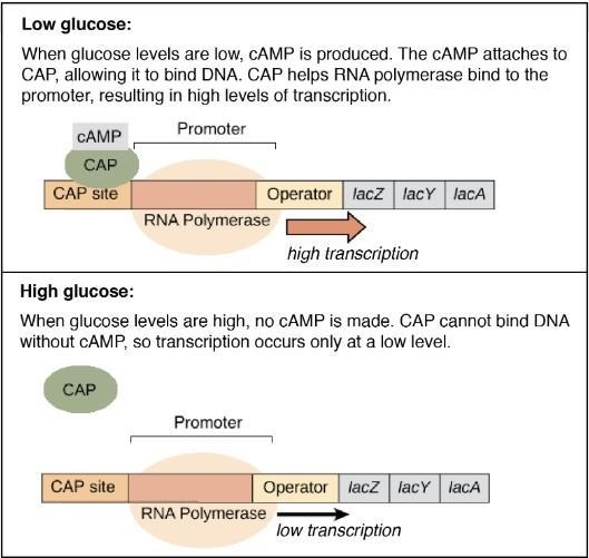 In a medium where lactose is the only carbon source, transcription of the lac operon-example-2